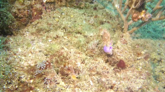 Dive+領路人的帖子