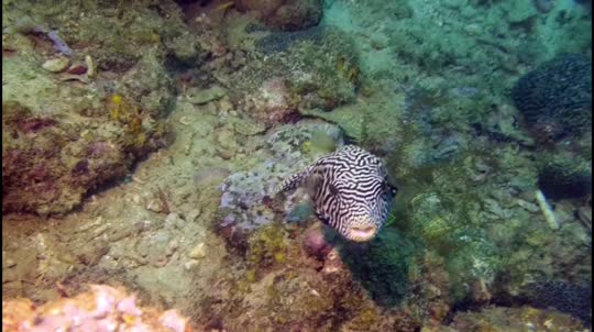 Dive+領路人的帖子