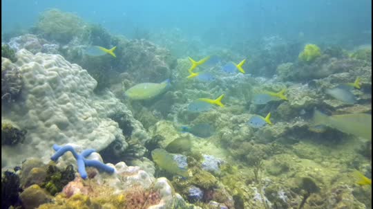 Dive+領路人的帖子