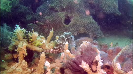 Dive+領路人的帖子