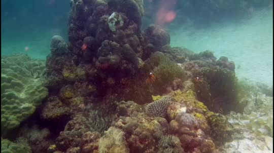 Dive+領路人的帖子