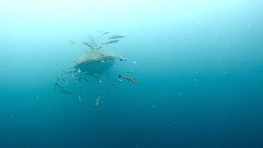 Dive+領路人的帖子