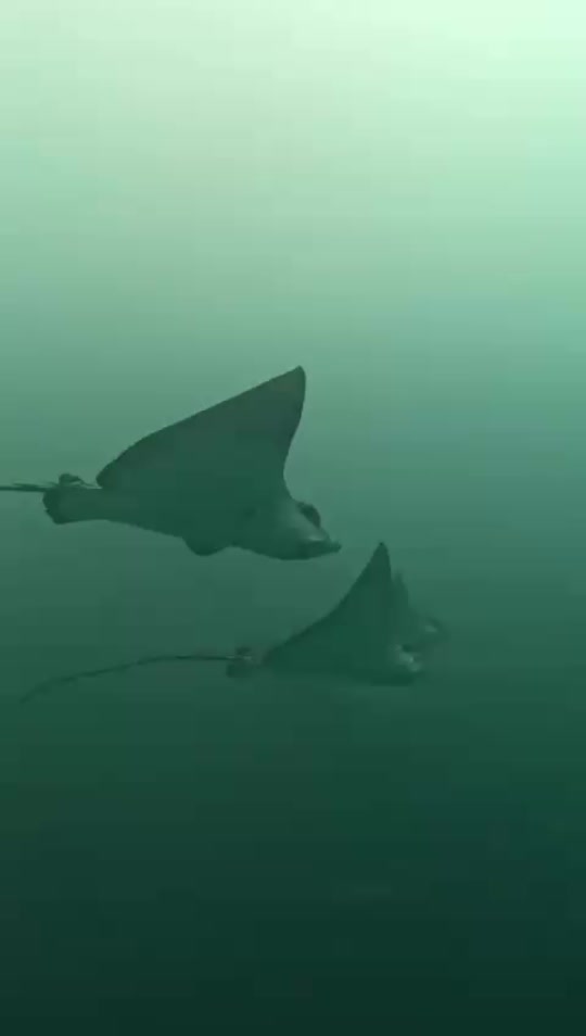 Dive+領路人的帖子