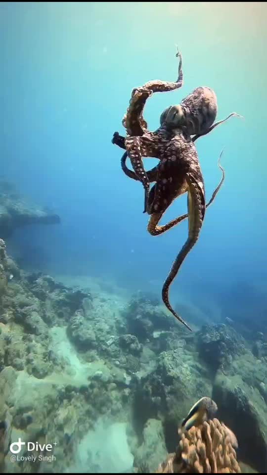 Dive+领路人的帖子