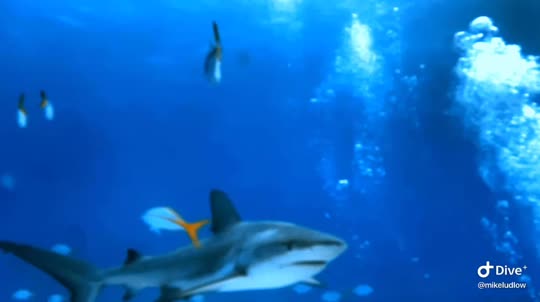 Dive+领路人的帖子