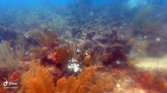 Dive+领路人的帖子