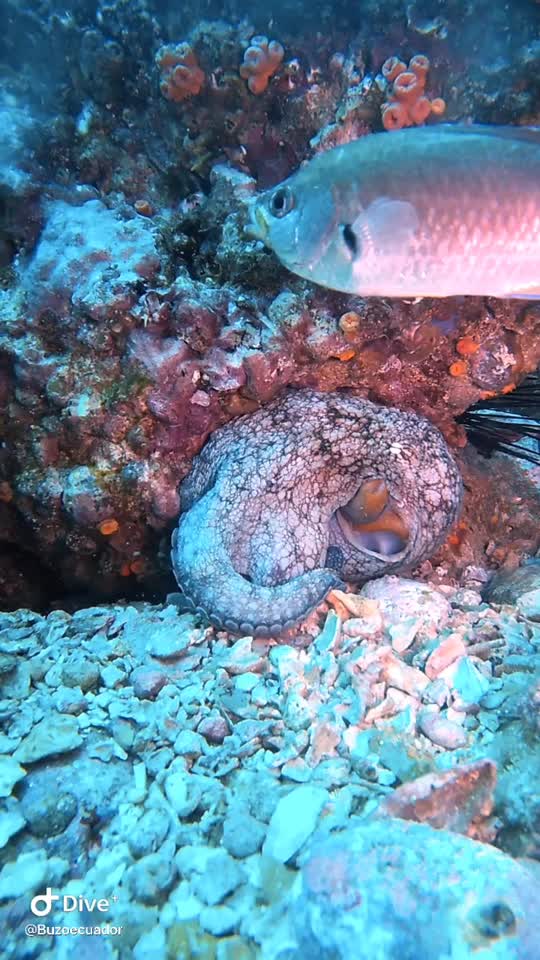 Dive+領路人的帖子