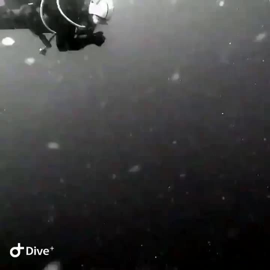 Dive+领路人的帖子
