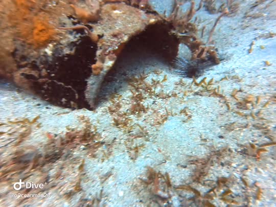 Dive+领路人的帖子