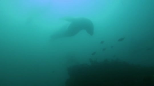 Dive+领路人的帖子