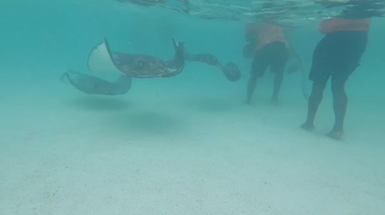 Dive+领路人的帖子