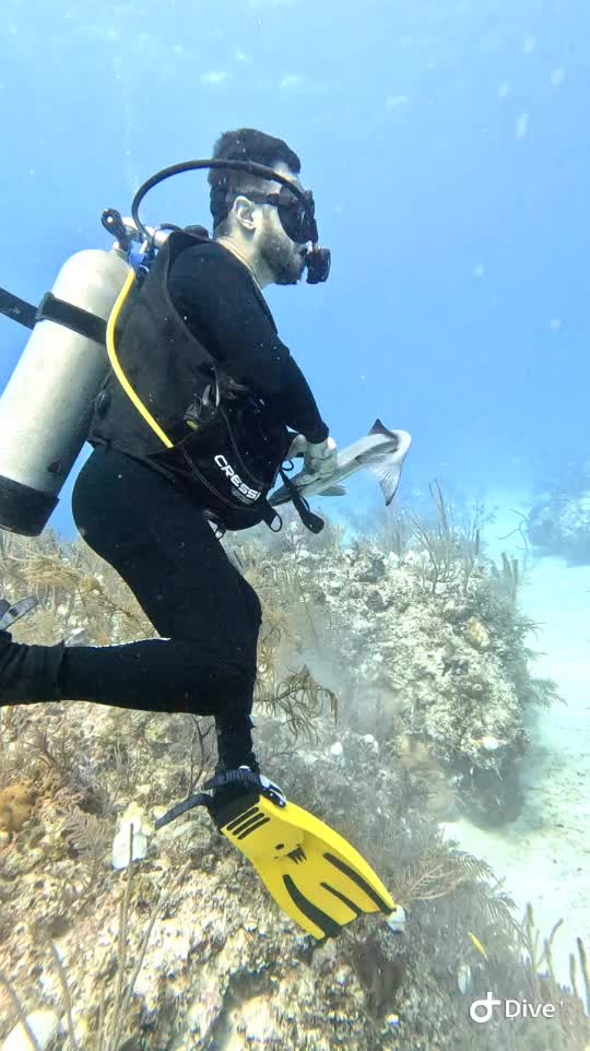 Dive+领路人的帖子