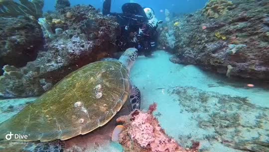 Dive+领路人的帖子