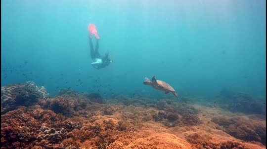 Dive+领路人的帖子
