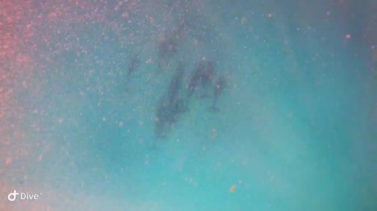 Dive+领路人的帖子
