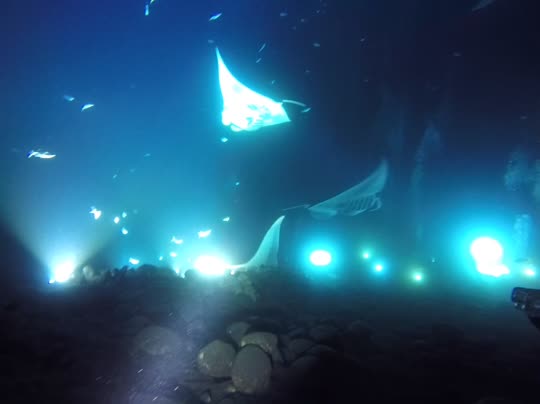 Dive+领路人的帖子