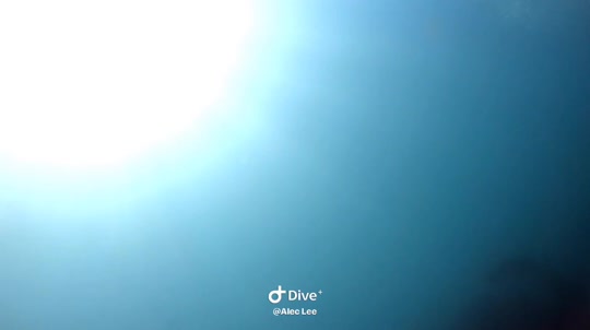Dive+领路人的帖子