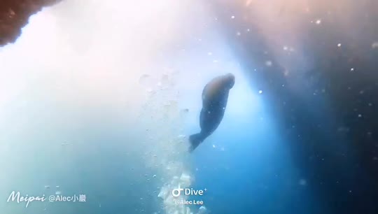 Dive+领路人的帖子