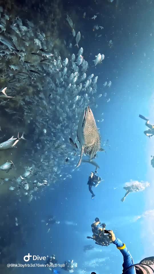 Dive+领路人的帖子