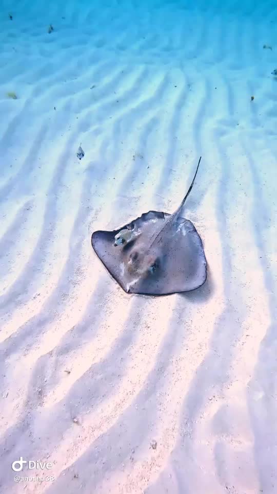 Dive+领路人的帖子