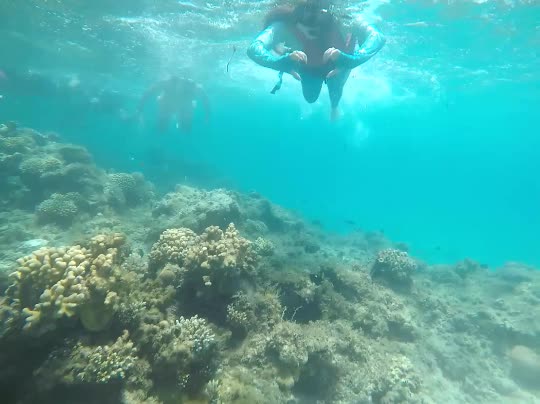 Dive+领路人的帖子