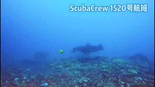 Dive+领路人的帖子