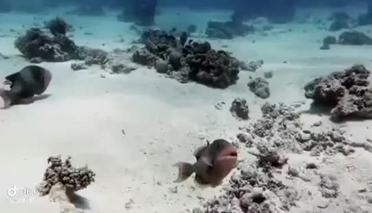 Dive+领路人的帖子