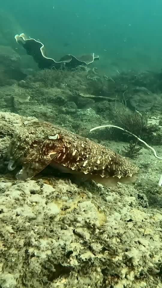 Dive+领路人的帖子