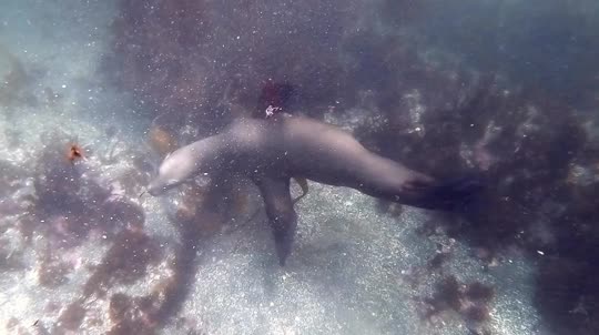 Dive+领路人的帖子