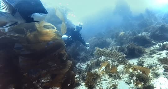 Dive+领路人的帖子