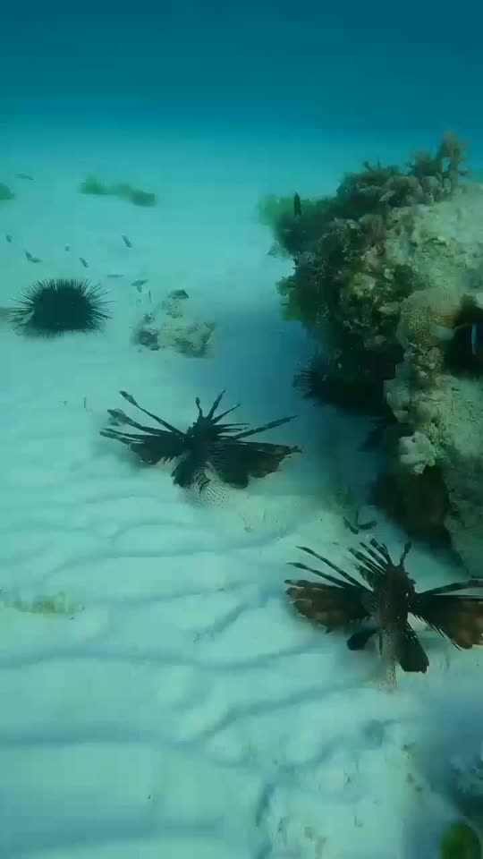 Dive+领路人的帖子