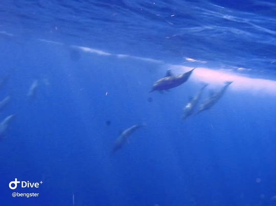 Dive+领路人的帖子