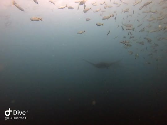 Dive+领路人的帖子