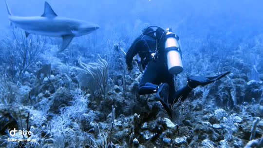 Dive+领路人的帖子