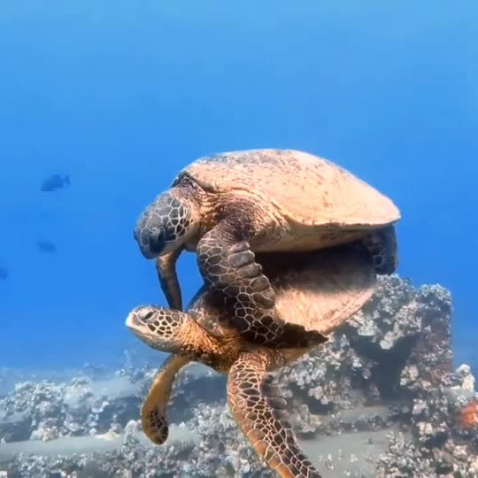 Dive+领路人的帖子
