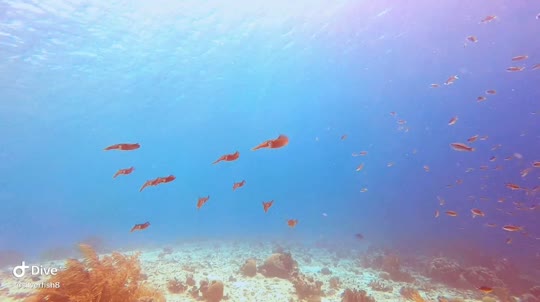 Dive+领路人的帖子