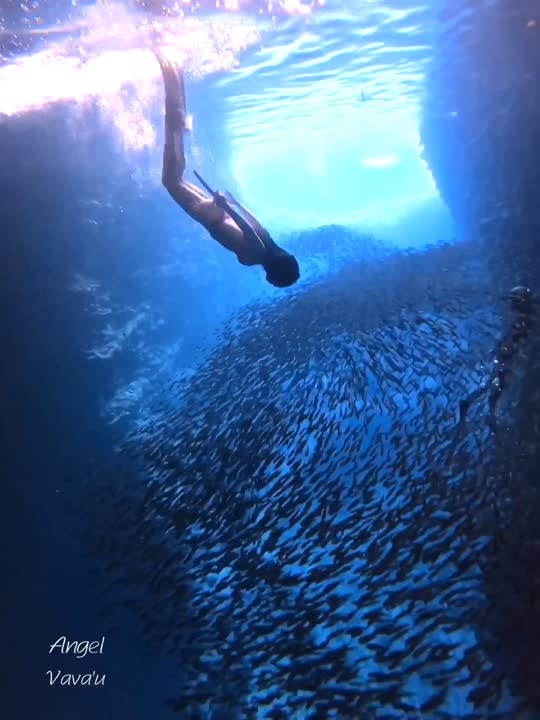 Dive+领路人的帖子