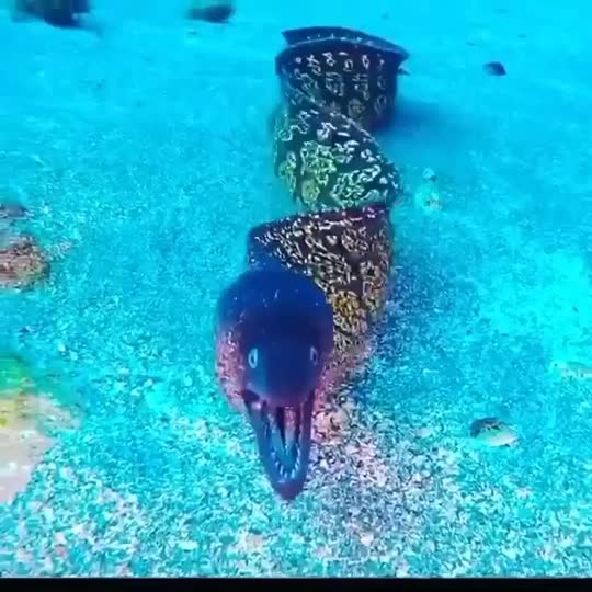 Dive+领路人的帖子