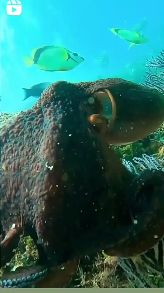 Dive+领路人的帖子