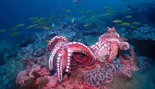 Dive+領路人的帖子