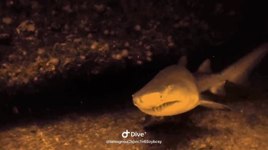 Dive+领路人的帖子