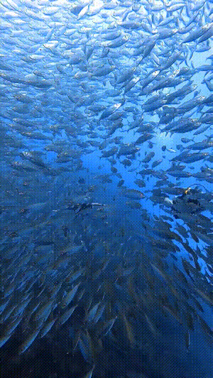 Dive+社區(qū)熱門帖子