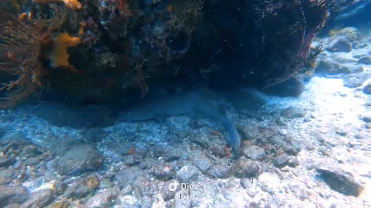 Dive+领路人的帖子