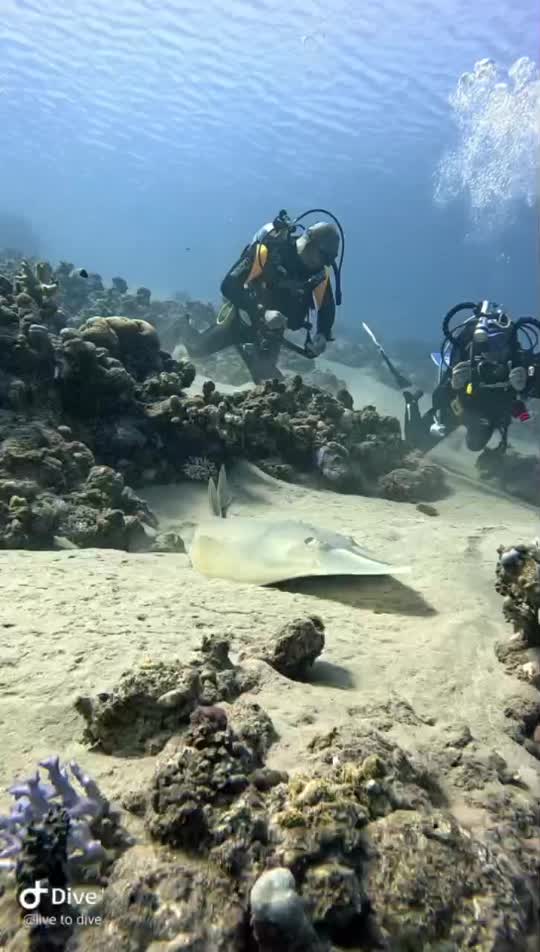 Dive+领路人的帖子