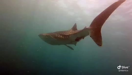 Dive+領路人的帖子