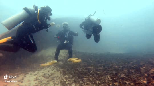 Dive+领路人的帖子