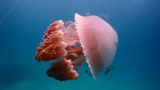 Dive+領路人的帖子