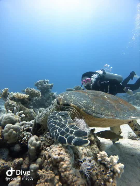 Dive+领路人的帖子