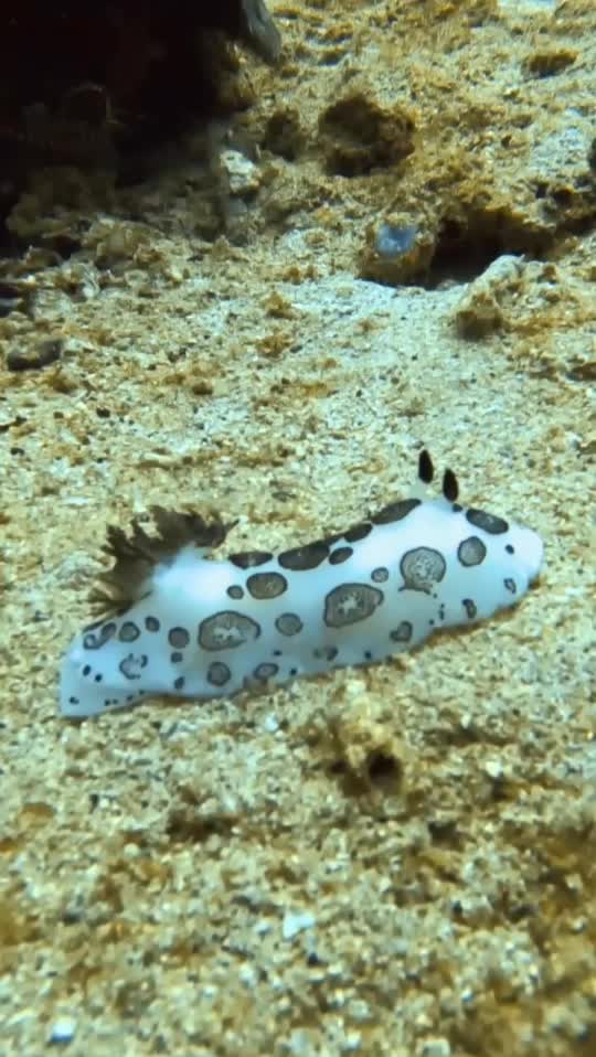 Dive+領(lǐng)路人的帖子