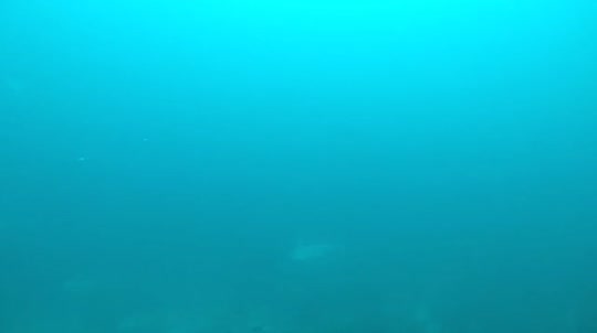 Dive+领路人的帖子